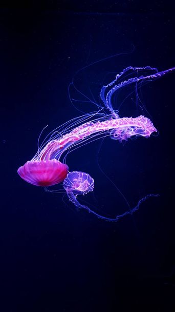 Okyanus yaban hayatı. Güzel denizanası, neon ışığında Medusa. Mavi akvaryumdaki denizanası. Chrysaora fuscens, Pasifik Okyanusu 'nda yaşayan yaygın bir serbest yüzen scyphozoa. - Fotoğraf, Görsel