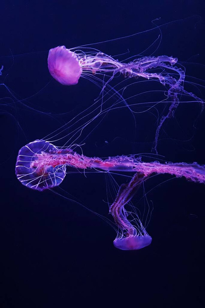 Vida silvestre oceánica.Hermosas medusas, medusa en la luz de neón. Medusas en un acuario azul. Chrysaora fuscescens es un scyphozoa flotante libre común que vive en la fauna oceánica del Océano Pacífico.
 - Foto, Imagen