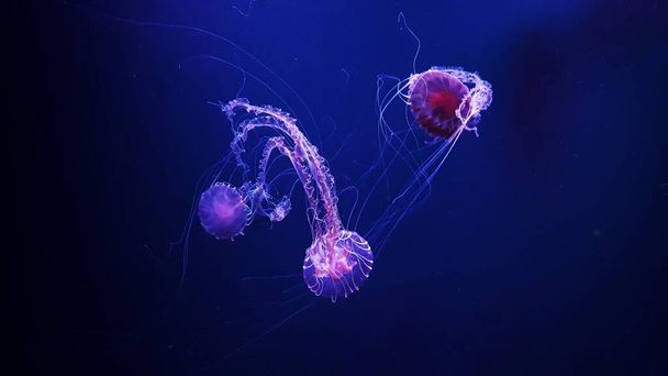 Óceáni élővilág.Gyönyörű medúza, medúza a neonfényben.Medúza a kék akváriumban.Chrysaora fuscescens egy közös szabadon lebegő scyphozoa, amely él a Csendes-óceán.meduse óceán élővilága - Fotó, kép