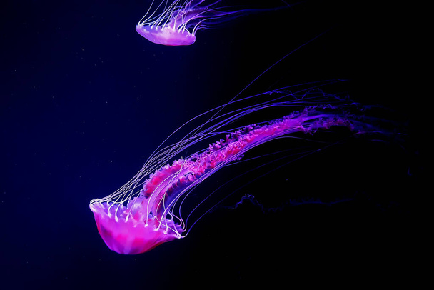Vida silvestre oceánica.Hermosas medusas, medusa en la luz de neón. Medusas en un acuario azul. Chrysaora fuscescens es un scyphozoa flotante libre común que vive en la fauna oceánica del Océano Pacífico.
 - Foto, imagen