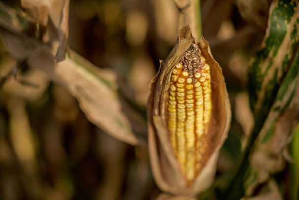 A kukorica friss füle betakarításra kész - Fotó, kép