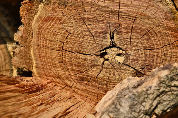 A cut view of a tree of its ring and texture. - Photo, Image