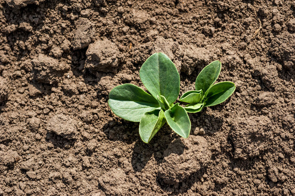 zblízka čerstvých zelených sójových listů na poli na jaře, selektivní zaměření - Fotografie, Obrázek
