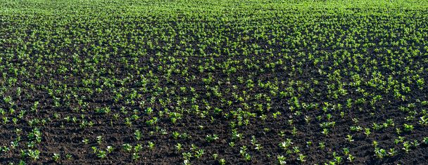 Свежие зеленые соевые растения на поле весной, избирательный фокус
 - Фото, изображение