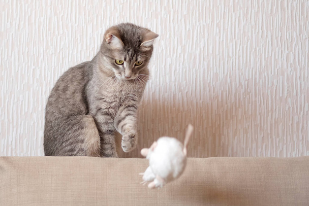 Un gato de rayas grises se sienta en un sofá beige en la casa y juega con un ratón de juguete blanco. El juego de gato y ratón
. - Foto, Imagen