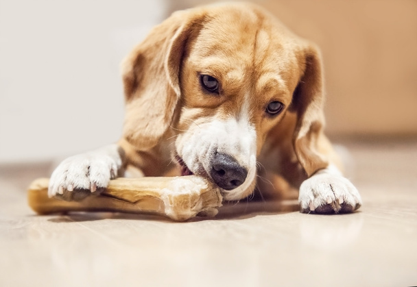 Young beagle - Φωτογραφία, εικόνα