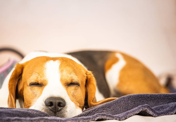 Hound Beagle perro durmiendo al aire libre en un sofá de jardín
. - Foto, imagen