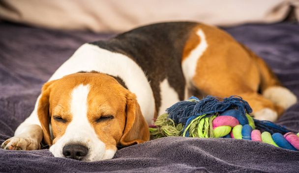 Hound Beagle dog sleeping outdoors on a garden sofa. - Photo, image
