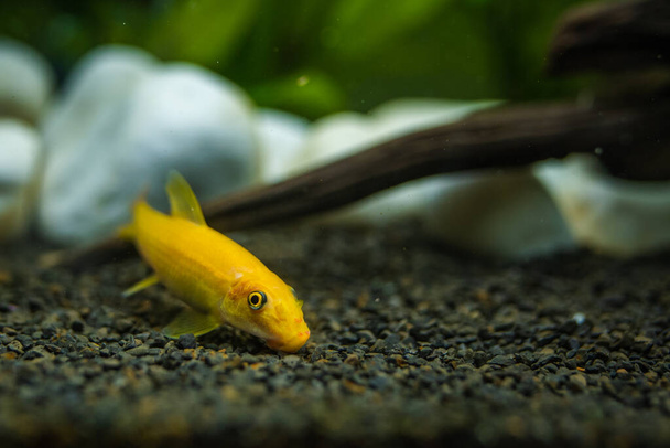 黄色の中国の藻類の食べる人-魚タンクのクリーニング砂利でGrynocheilus. - 写真・画像
