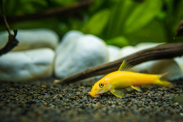 Comedor de algas chinesas amarelas - Gyrinocheilus em cascalho de limpeza de aquário. - Foto, Imagem