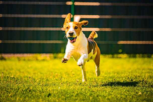 Hermoso perro de tres colores Beagle diversión en el jardín al aire libre correr y saltar con la bola hacia la cámara
 - Foto, imagen
