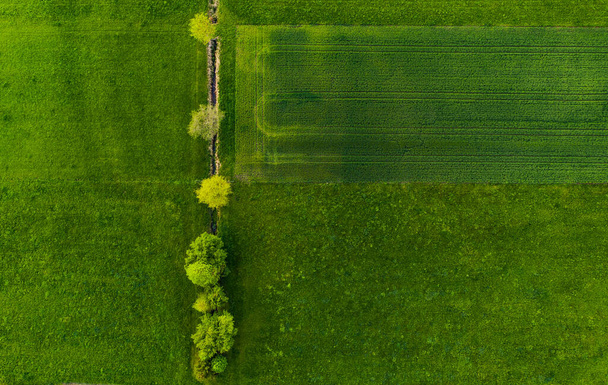 Baumreihe zwischen Bewässerungskanälen auf einem Feld. Luftaufnahme von oben - Foto, Bild