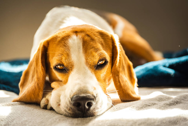 Beagle σκυλί κουρασμένος κοιμάται σε έναν καναπέ σε φωτεινό δωμάτιο. Ο ήλιος λάμπει μέσα από το παράθυρο. Σκύλος αναπαύεται σε ηλιόλουστο δωμάτιο. - Φωτογραφία, εικόνα