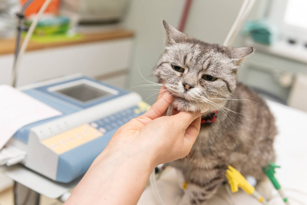Eine kleine, junge Katze sitzt auf einem Tisch in einem Veterinäramt bei medizinischen Untersuchungen. Im Hintergrund medizinische Geräte und Instrumente. - Foto, Bild