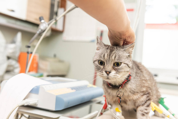 Un piccolo, giovane gatto seduto su un tavolo in uno studio veterinario durante le visite mediche. Sullo sfondo, apparecchi e strumenti medici
. - Foto, immagini