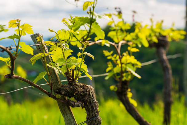 Plodiny hroznů pěstované na víno. Jaro na rakouských vinicích. Jižní Štýrsko turistické místo, vinařské země místa k vidění - Fotografie, Obrázek