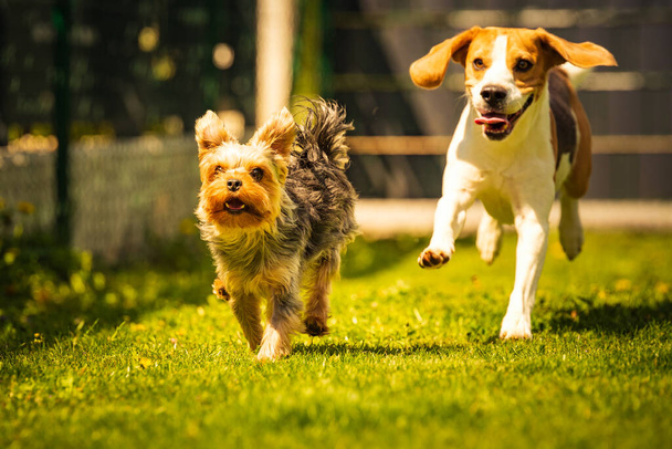 Cute Yorkshire Terrier dog and beagle dog chese each other in backyard. Running and jumping with toy towards camera. - Photo, Image