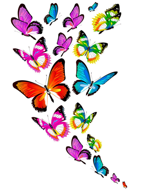 bright colorful butterflies isolated on white background, spring concept  - Vektori, kuva