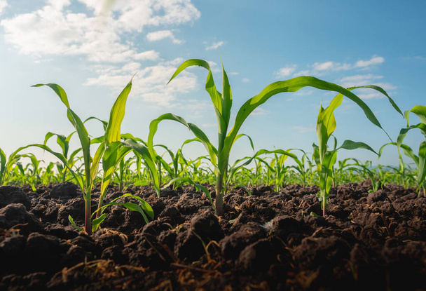 Plántulas de maíz en el jardín agrícola con cielo azul
 - Foto, Imagen