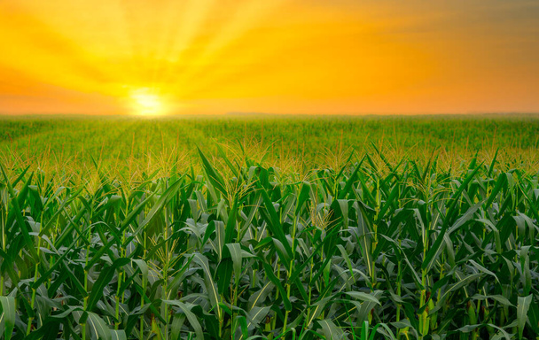 grünes Maisfeld in landwirtschaftlichem Garten und Licht scheint Sonnenuntergang - Foto, Bild