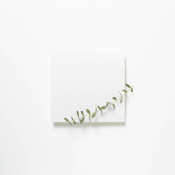 Almohadilla blanca, papel vacío con hojas de eucalipto sobre fondo blanco. vista superior, espacio de copia
 - Foto, imagen