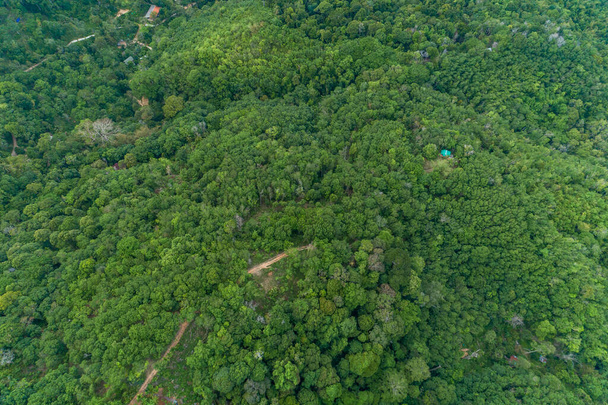 Αεροφωτογραφία Drone κάμερα top view τροπικά δέντρα οικολογία με υγιές περιβάλλον έννοια και το καλοκαίρι φόντο - Φωτογραφία, εικόνα