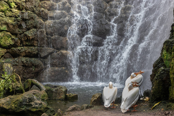 Pájaros sentados en una cascada
 - Foto, Imagen