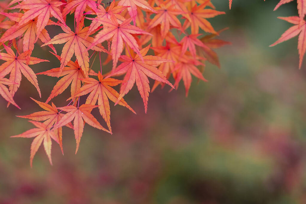 folhas de outono no jardim com espaço de cópia para texto, fundo natural para mudança de estação e vibrante caindo conceito de folhagem colorida
 - Foto, Imagem