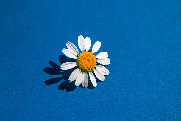 One white camomiles  in a decorative paper on dack blue background. Copy spase. Close up - Фото, изображение