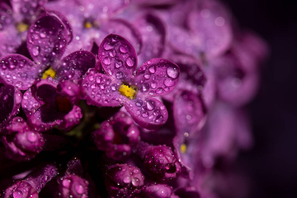 Lilac blossomed in spring, macro view - Fotoğraf, Görsel