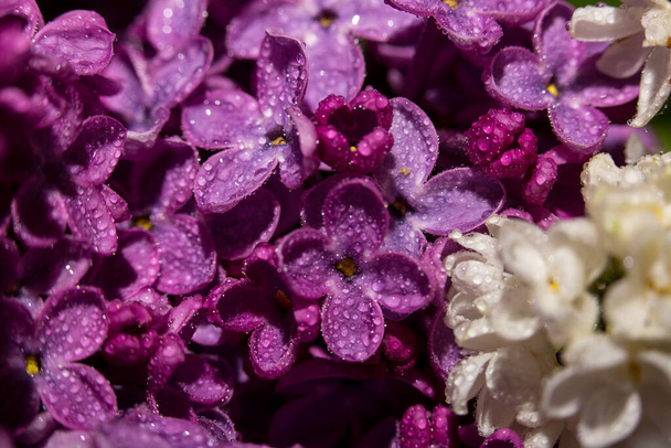 Lilac blossomed in spring, macro view - Foto, imagen