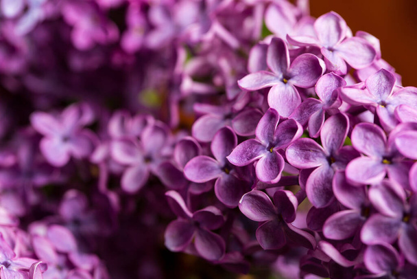 Lilac blossomed in spring, macro view - Fotografie, Obrázek