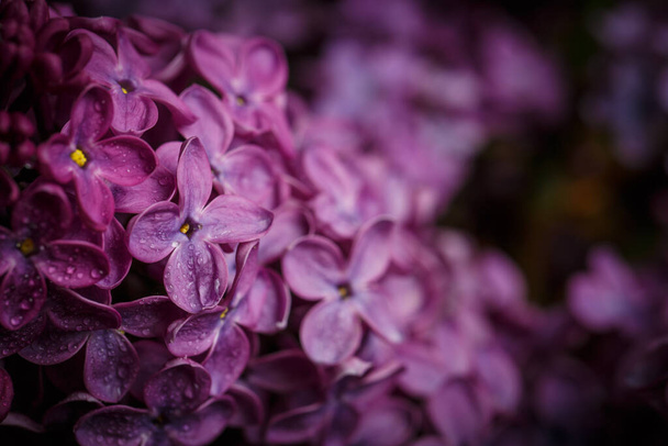 Lilac blossomed in spring, macro view - Φωτογραφία, εικόνα