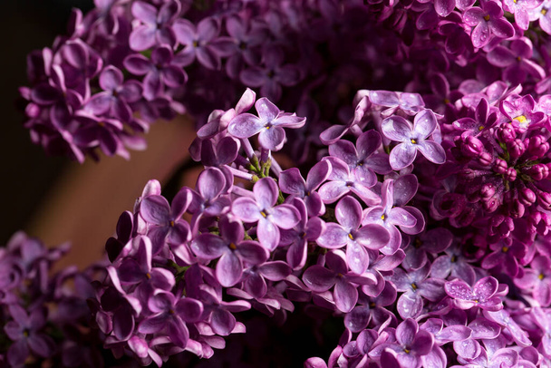 Lilac kvetl na jaře, makro pohled - Fotografie, Obrázek