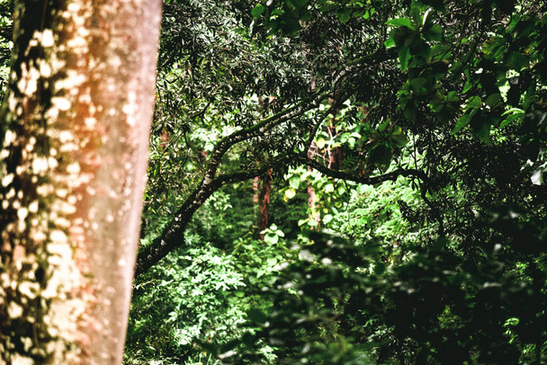 Troncos de árboles en el bosque sobre el fondo de vegetación en el bosque de Dungus, Madiun, Indonesia
 - Foto, imagen