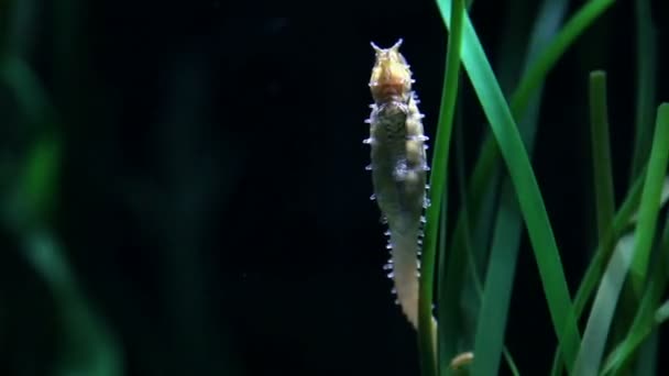 Close up on sea horse in sea - Footage, Video