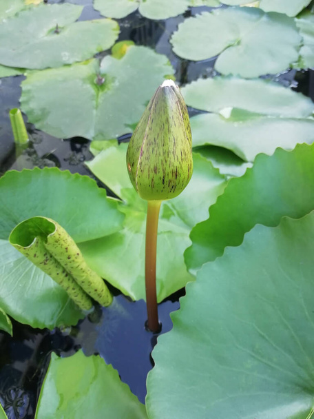 bourgeons de fleur de lotus violet dans l'étang
 - Photo, image