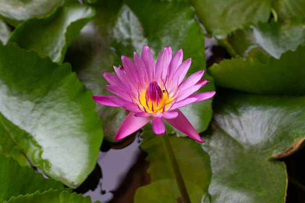 flor de loto rosa en el estanque - Foto, Imagen