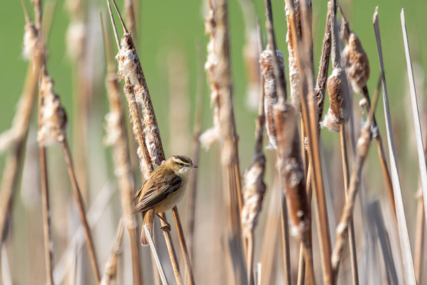 μικρό πουλί τραγούδι Sedge warbler (Acrocephalus schoenobaenus) κάθεται στα καλάμια. Μικρό αηδόνι στο φυσικό περιβάλλον. Άνοιξη. Δημοκρατία της Τσεχίας, Ευρώπη - Φωτογραφία, εικόνα