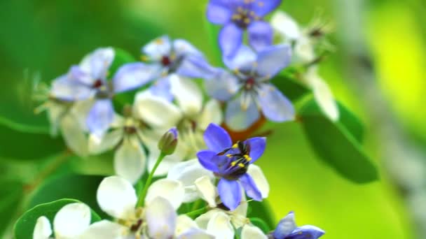 Lignum vitae μπλε λευκά λουλούδια ανθίζουν στον κήπο και μέλισσα βρίσκει νέκταρ - Πλάνα, βίντεο