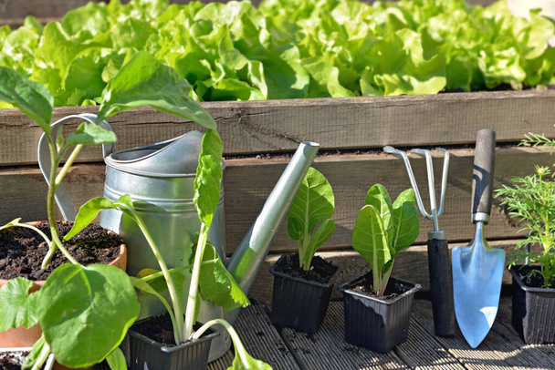 equipamentos de jardinagem e plantas vegetais em remendo de madeira
  - Foto, Imagem