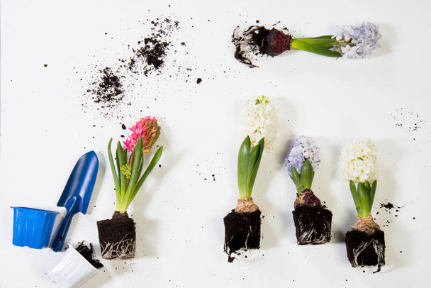 Closeup of hyacinths with double flowers, bulb and roots, isolated on white background. Text for space - Foto, Imagem