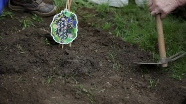 Decorating soil around blueberries plant - Footage, Video