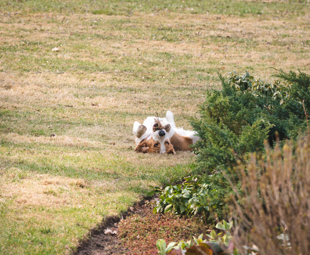 Ten malý bígl leží na trávníku vzhůru nohama a hraje si s něčím - Fotografie, Obrázek