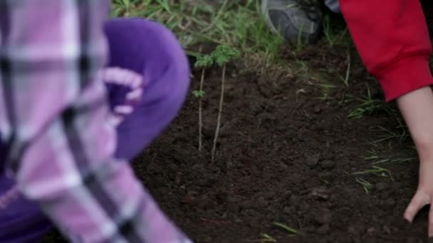 a gyerekek élvezik a saját áfonya növény ültetés - Felvétel, videó