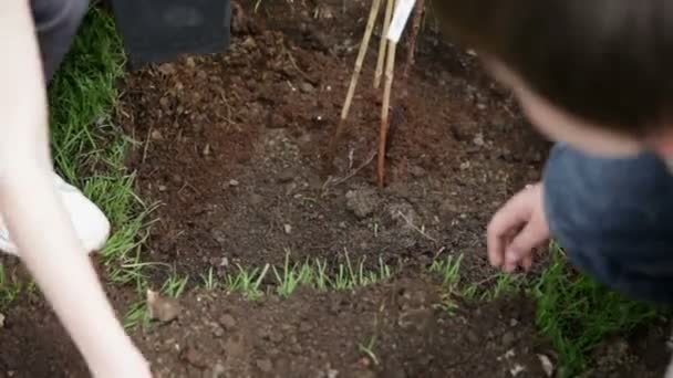 Burying just planted blueberries - Séquence, vidéo