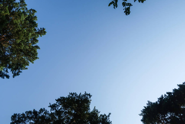 Ramas de árboles verdes contra el cielo azul. Vista del árbol desde el fondo hasta el cielo
. - Foto, Imagen