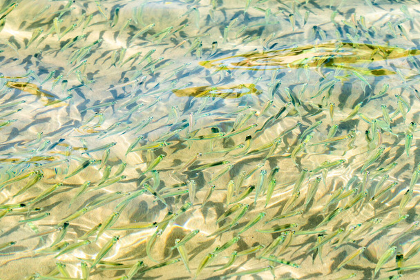 Small fish transparent sea water, sea fish background. - Photo, Image