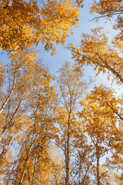 Autumn concept, birch forest. Beautiful natural bottom view of the trunks and tops of birches with golden bright autumn foliage against a blue sky - Foto, Imagem