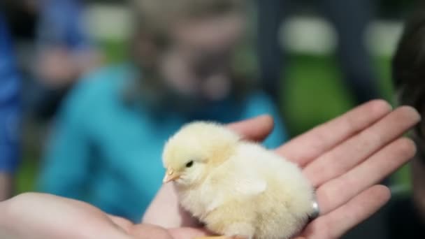 Bambini che accarezzano piccoli polli
 - Filmati, video